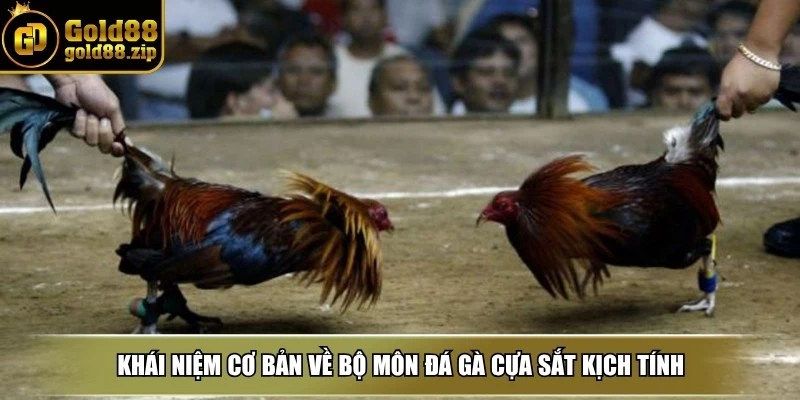 Khái niệm cơ bản về bộ môn đá gà cựa sắt kịch tính