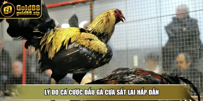 Lý do cá cược đấu gà cựa sắt lại hấp dẫn