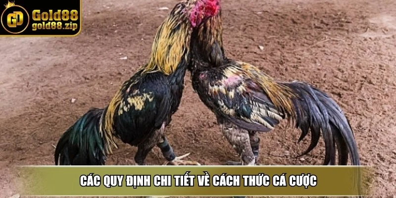 Các quy định chi tiết về cách thức cá cược