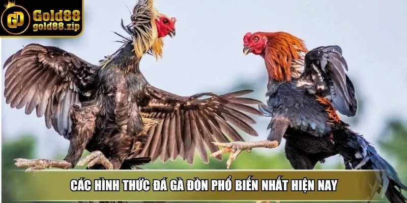 Đá gà đòn - Nơi quy tụ các chiến kê dũng mãnh tranh đấu 3 Các hình thức đá gà đòn phổ biến nhất hiện nay