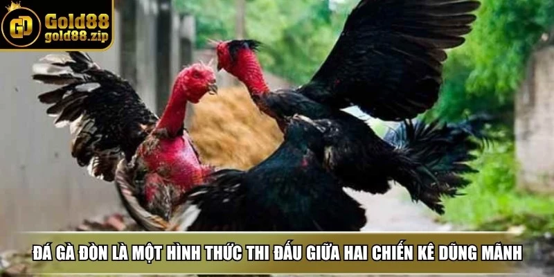 Đá gà đòn - Nơi quy tụ các chiến kê dũng mãnh tranh đấu 2 Đá gà đòn là một hình thức thi đấu giữa hai chiến kê dũng mãnh