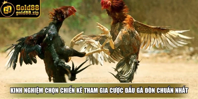 Đá gà đòn - Nơi quy tụ các chiến kê dũng mãnh tranh đấu 4 Kinh nghiệm chọn chiến kê tham gia cược đấu gà đòn chuẩn nhất