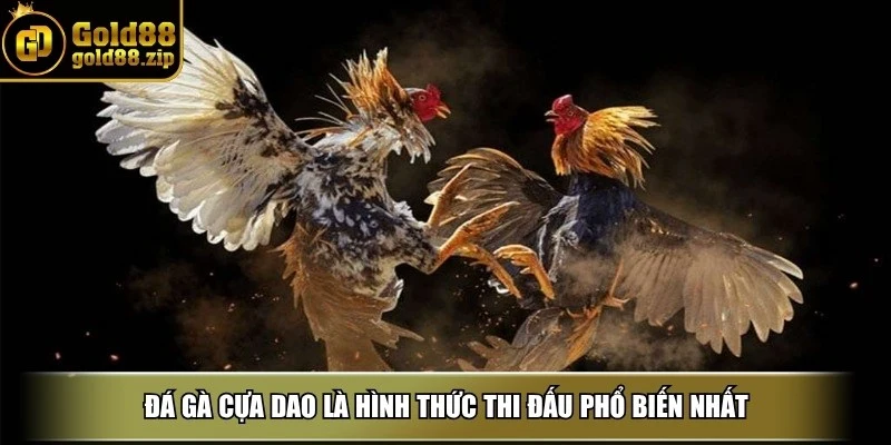 Đá gà cựa dao là hình thức thi đấu phổ biến nhất