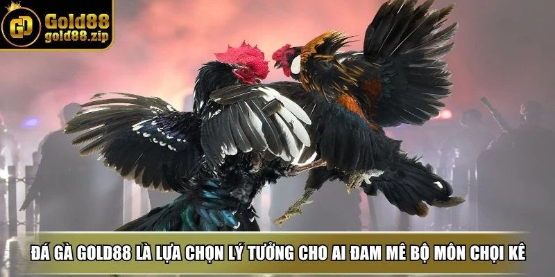 Đá gà Gold88 là lựa chọn lý tưởng cho những ai đam mê bộ môn chọi kê