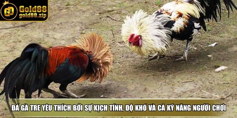 Đá gà tre - Bật kí kinh nghiệm chơi chuẩn như cao thủ 2 Đá gà tre được yêu thích bởi sự kịch tính, độ khó và cả kỹ năng của người chơi