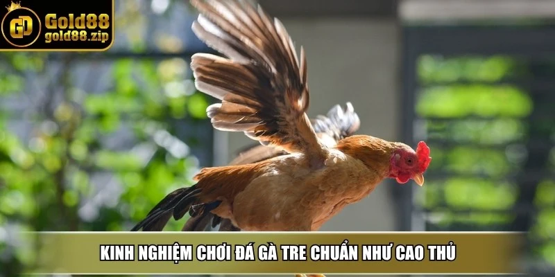 Đá gà tre - Bật kí kinh nghiệm chơi chuẩn như cao thủ 4 Kinh nghiệm chơi đá gà tre chuẩn như cao thủ