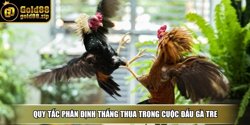 Đá gà tre - Bật kí kinh nghiệm chơi chuẩn như cao thủ 3 Quy tắc phân định thắng thua trong cuộc đấu gà tre
